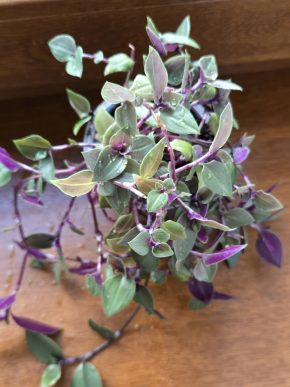 Tradescantia fluminensis