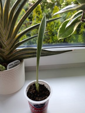 Sansevieria Metallica Silver Siam malá