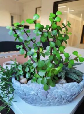 Portulacaria afra (sukulent)
