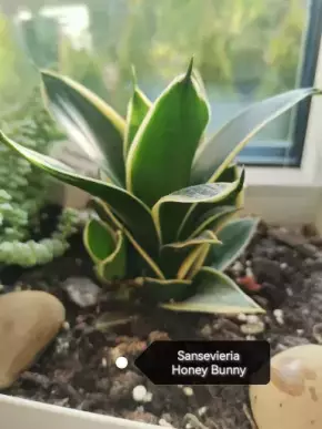 Sansevieria Honey Bunny