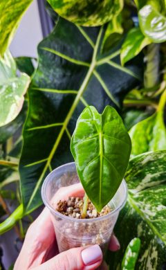 Alocasia frydek