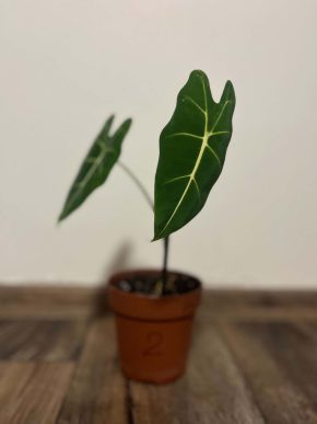 Alocasia Frydek