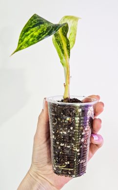 Aglaonema Matcha Lemon