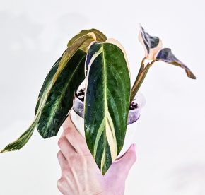 Stromanthe Triostar