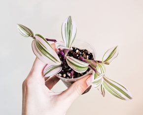 Tradescantia Nanouk