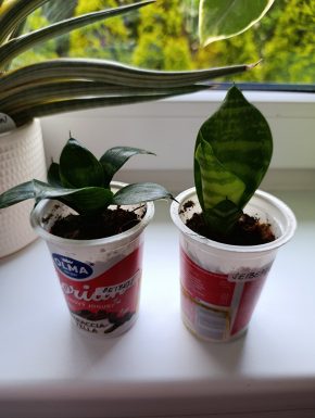 Sansevieria Seibert