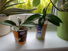 Hoya Carnosa