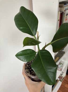 Ficus elastica robusta