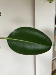 IMG_7977.jpeg