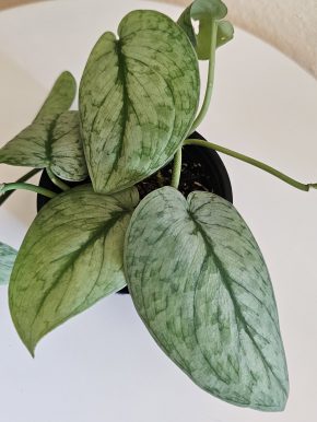 Scindapsus Silver Cloud Raritka