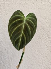 1000031375.jpg