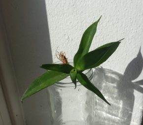 Tchynin jazyk, Sansevieria parva