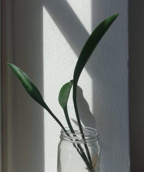 Tchynin jazyk, Sansevieria concinna