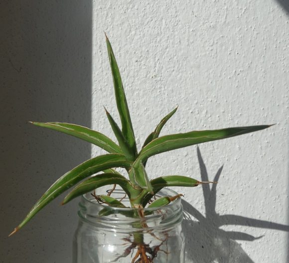 S. arborescens.JPG