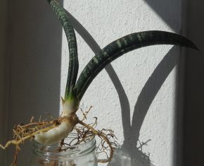 Tchynin jazyk, Sansevieria fischeri