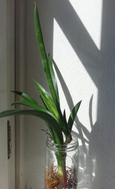 Tchynin jazyk, Sansevieria parva