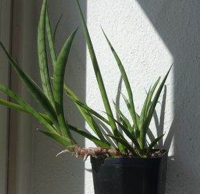 Tchynin jazyk, Sansevieria gracilis