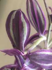 IMG_3915.jpeg