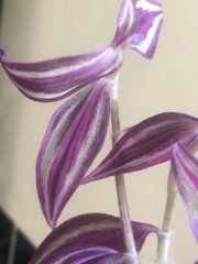 IMG_3916.jpeg