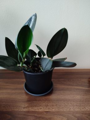 Scindapsus treubi dark form