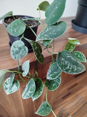 Scindapsus Silver Ann