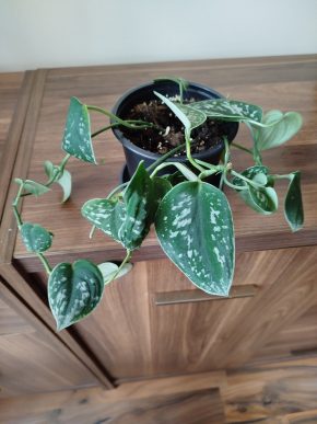 Scindapsus Silver Ann