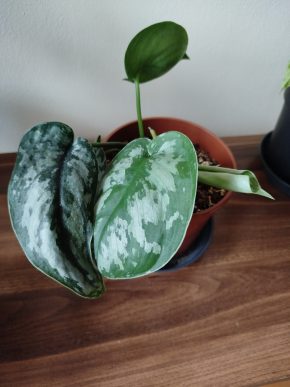 Scindapsus treubi exotica