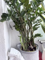 IMG_0101.jpeg