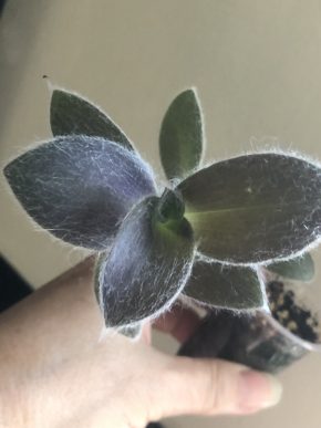 Tradescantia Pale Pume- rostlina .
