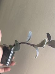 IMG_3920.jpeg