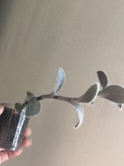 IMG_3921.jpeg