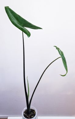 Alocasia zebrina black stem