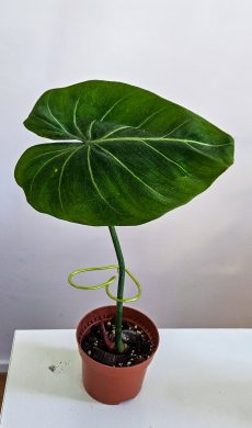 Philodendron gloriosum zebra