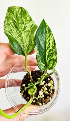 Epipremnum Marble Queen