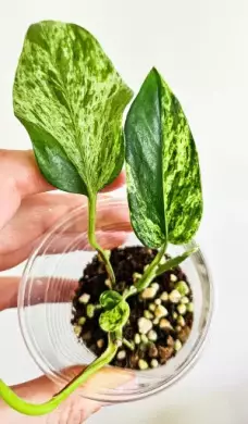 Epipremnum Marble Queen