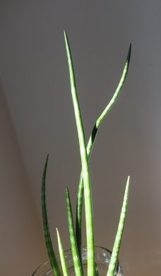 Sansevieria gracilis, tchynin jazyk