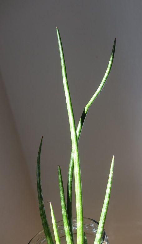 gracilis 1.JPG
