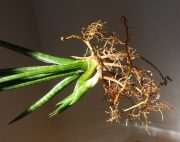 gracilis 2.JPG