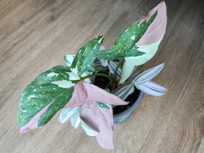 Syngonium Redspot Tricolor