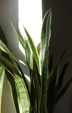 Sansevieria trifasciata Laurentii, tchynin jazyk