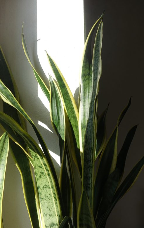 S. trifasciata Laurentii.JPG