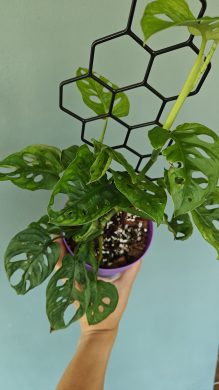Monstera monkey mask