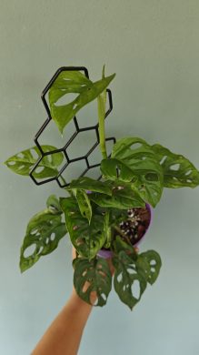 Monstera monkey mask s oporou