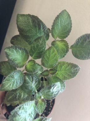 Episcia Neon Sunrise - čerstvý řizek