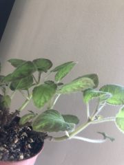IMG_3961.jpeg
