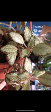 Episcia Silver Skies - čerstvý řizek