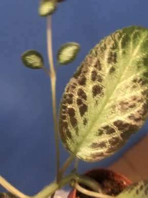 Episcia Jade - čerstvý řizek