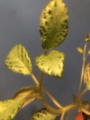 IMG_3970.jpeg