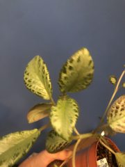 IMG_3969.jpeg