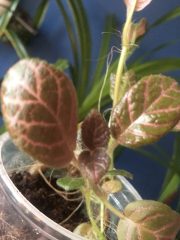 IMG_3972.jpeg